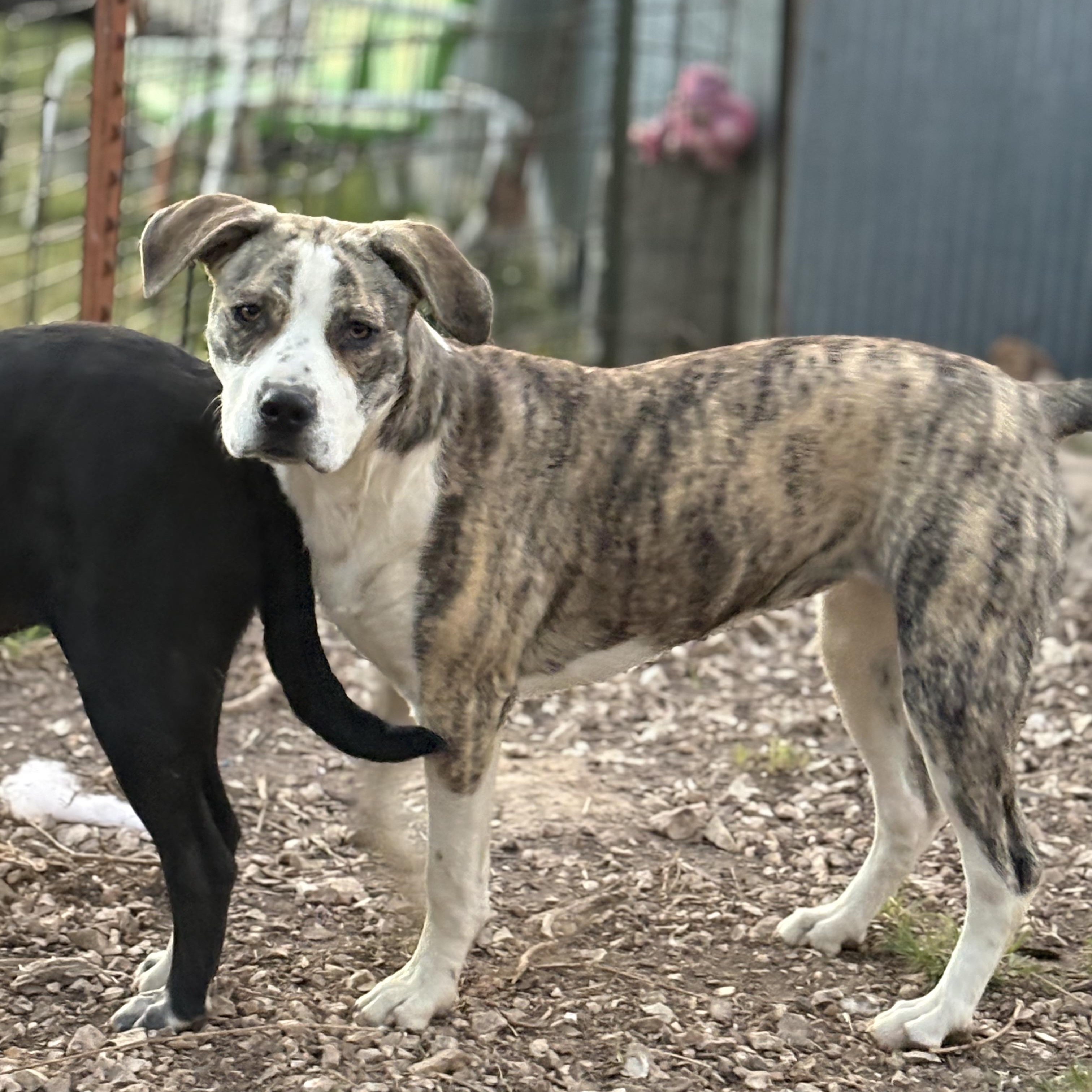 Enlarge Ellie, a ADOPTABLE mixed breed in Colcord, OK image 1/6