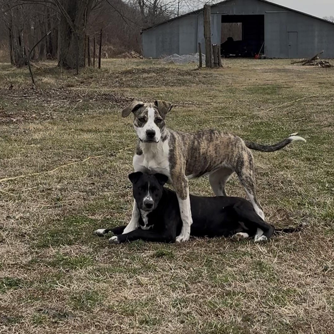 Enlarge Ellie, a ADOPTABLE mixed breed in Colcord, OK image 6/6