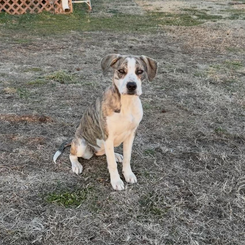 Enlarge Ellie, a ADOPTABLE mixed breed in Colcord, OK image 3/6