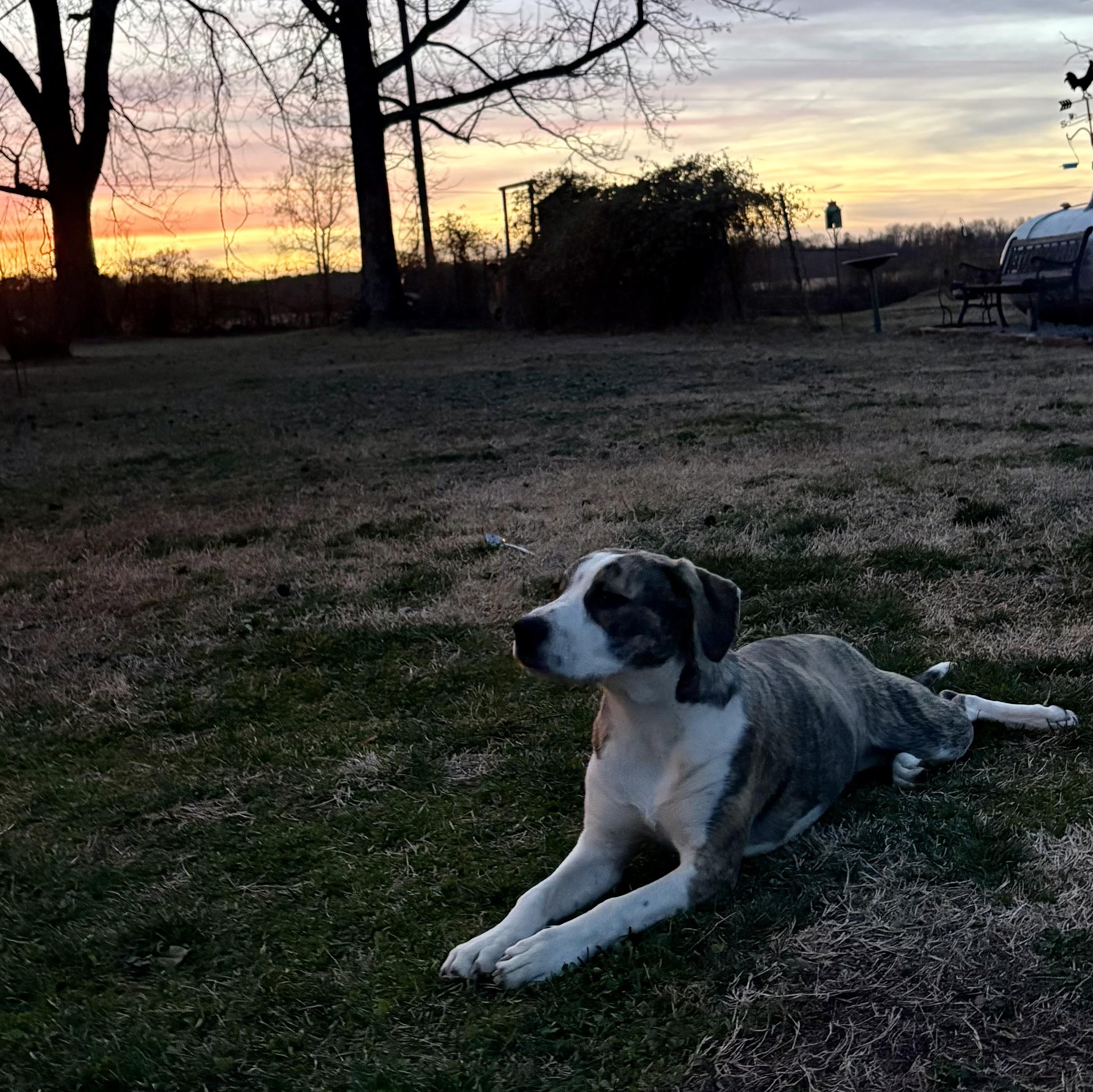 Enlarge Ellie, a ADOPTABLE mixed breed in Colcord, OK image 5/6