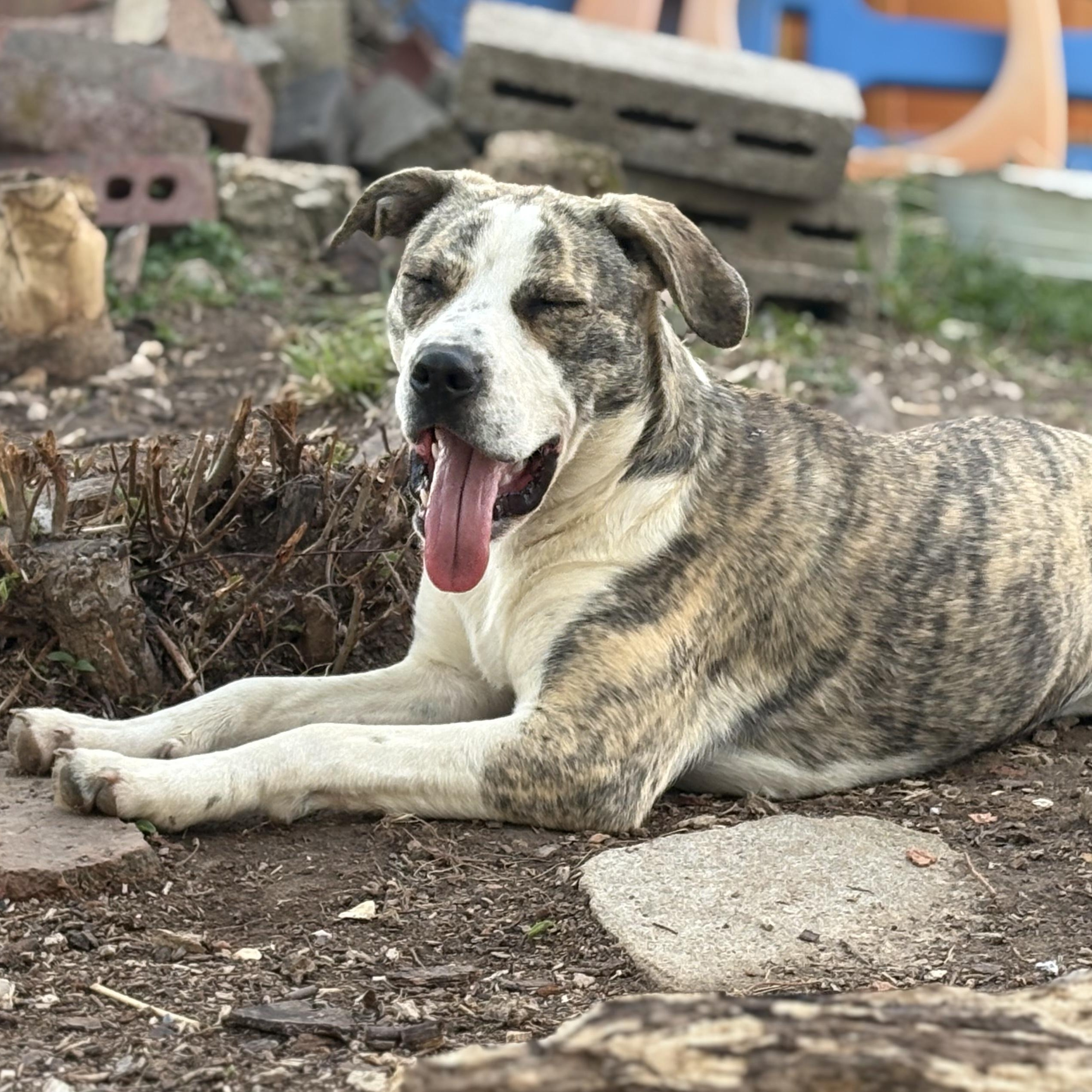 Ellie, ADOPTABLE, Young Female Catahoula Leopard Dog & Hound.