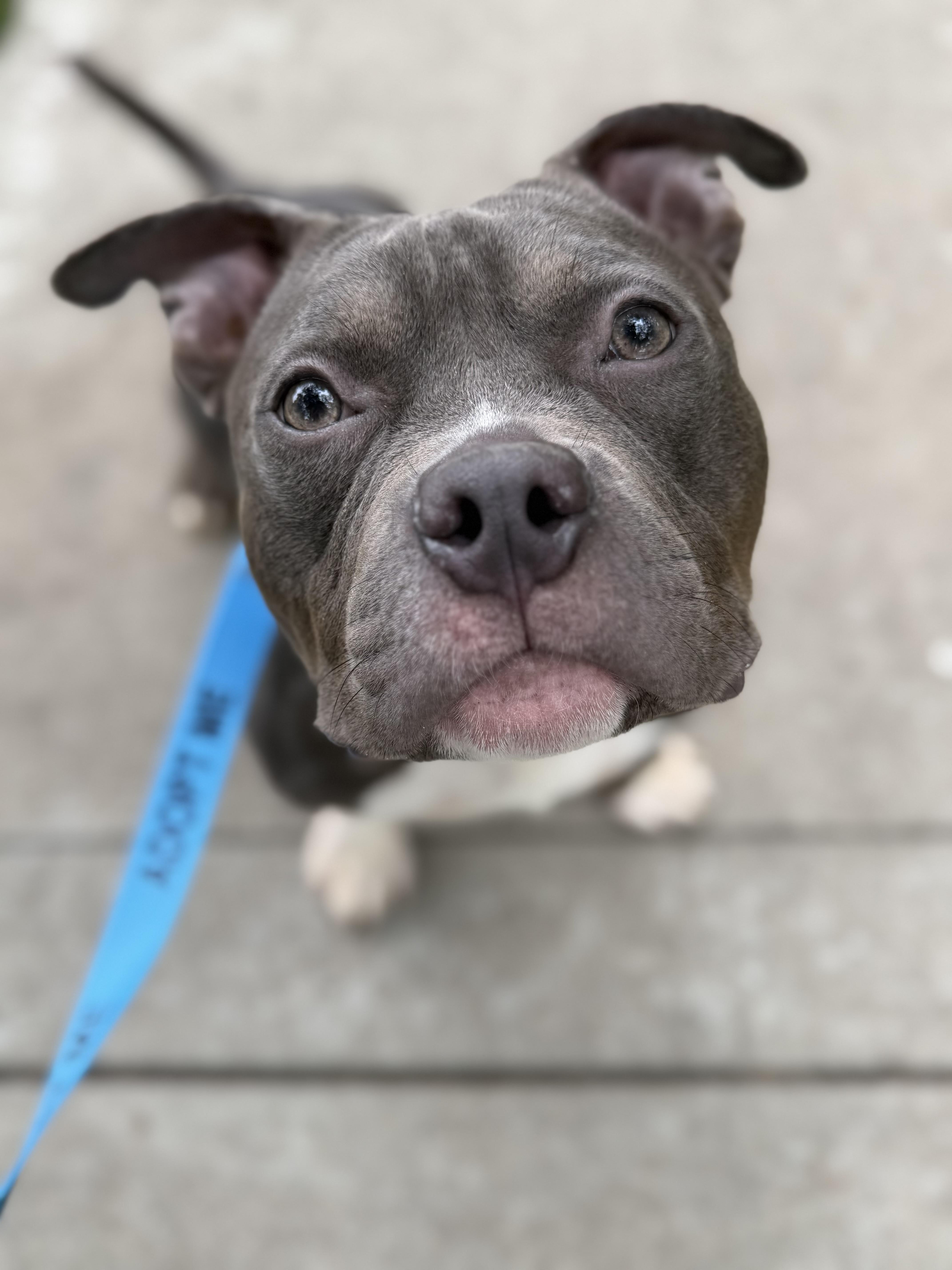 Enlarge Wilbur, a Adoptable mixed breed in Raytown, MO image 5/5