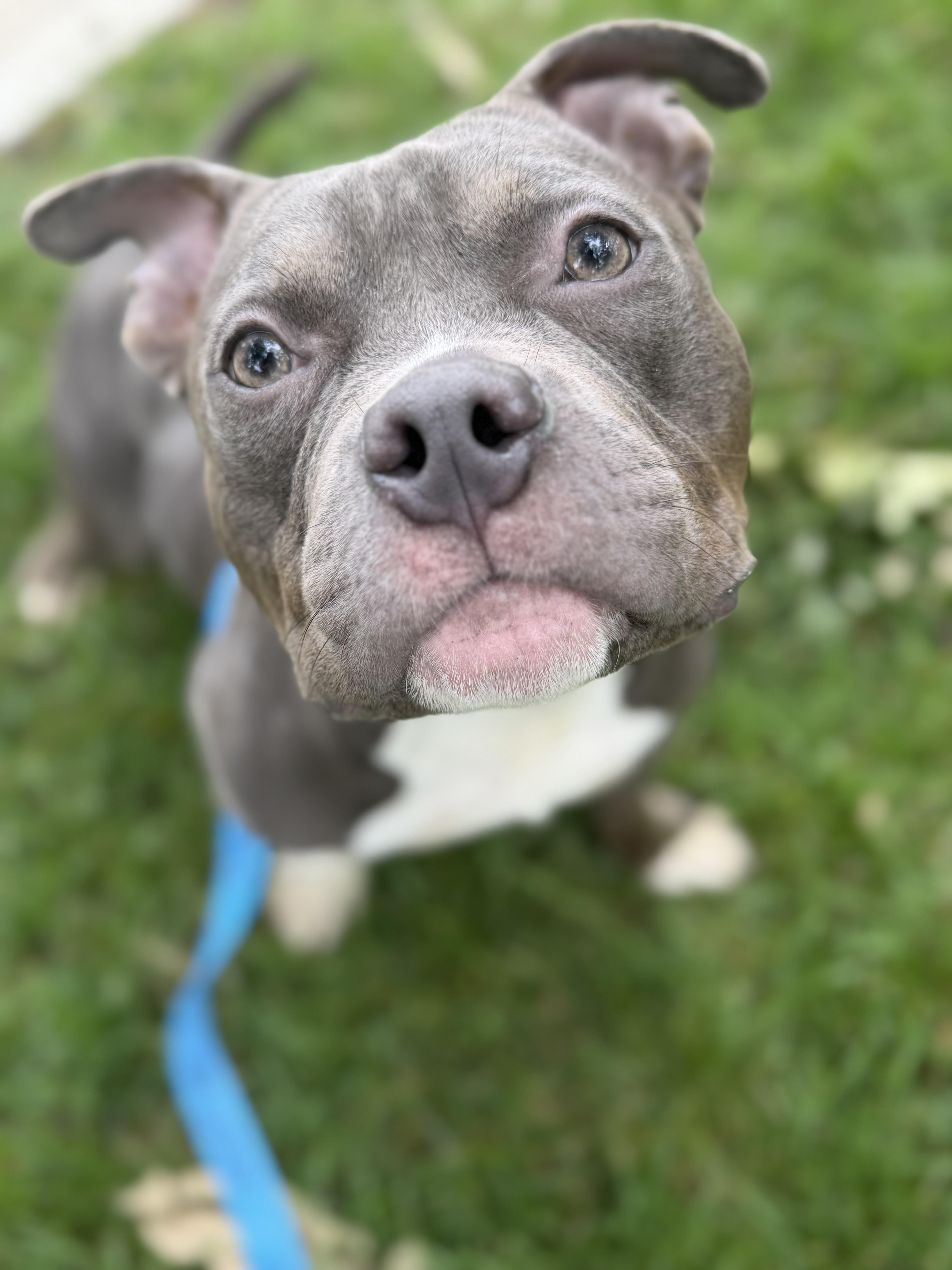 Enlarge Wilbur, a Adoptable mixed breed in Raytown, MO image 4/5