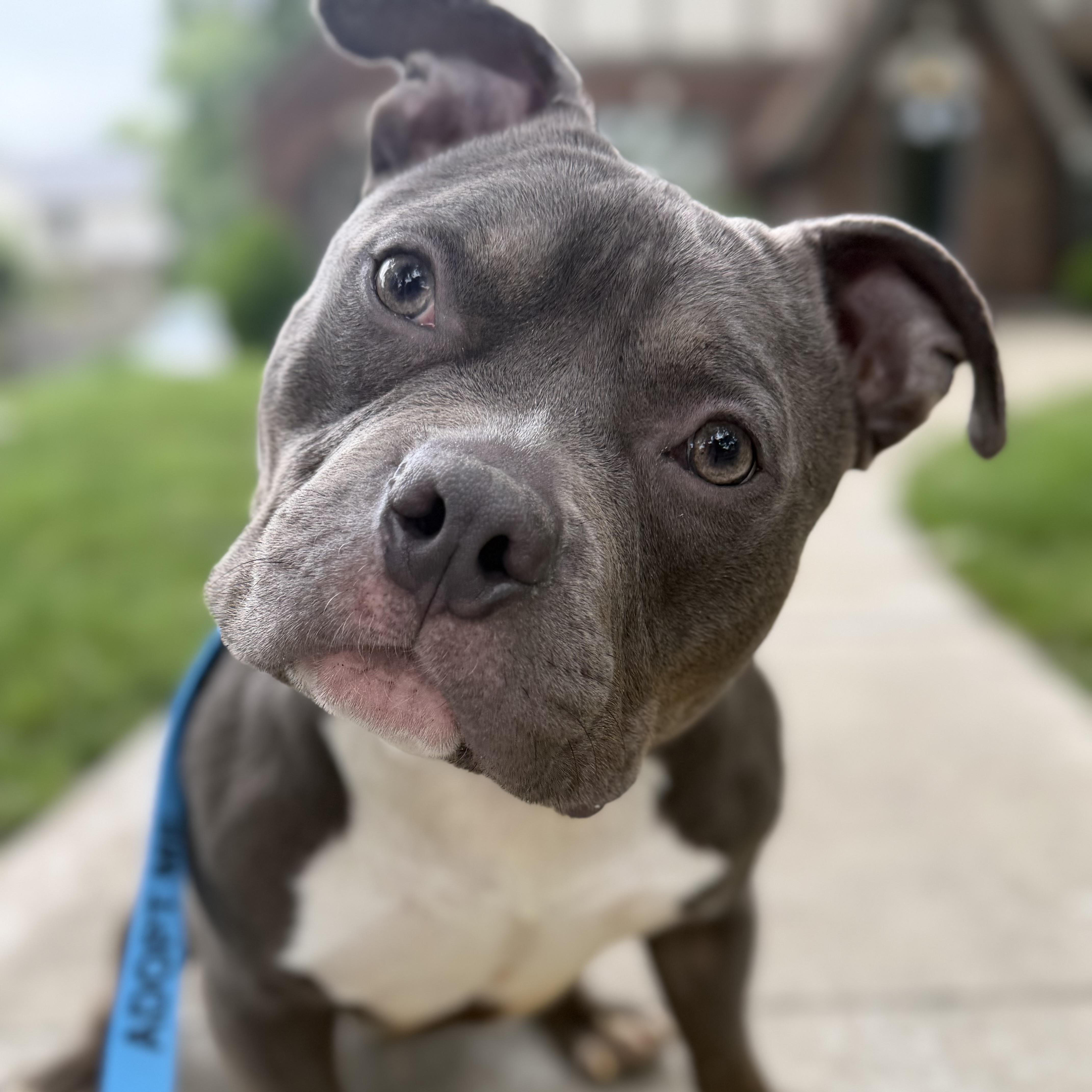 Enlarge Wilbur, a Adoptable mixed breed in Raytown, MO image 1/5