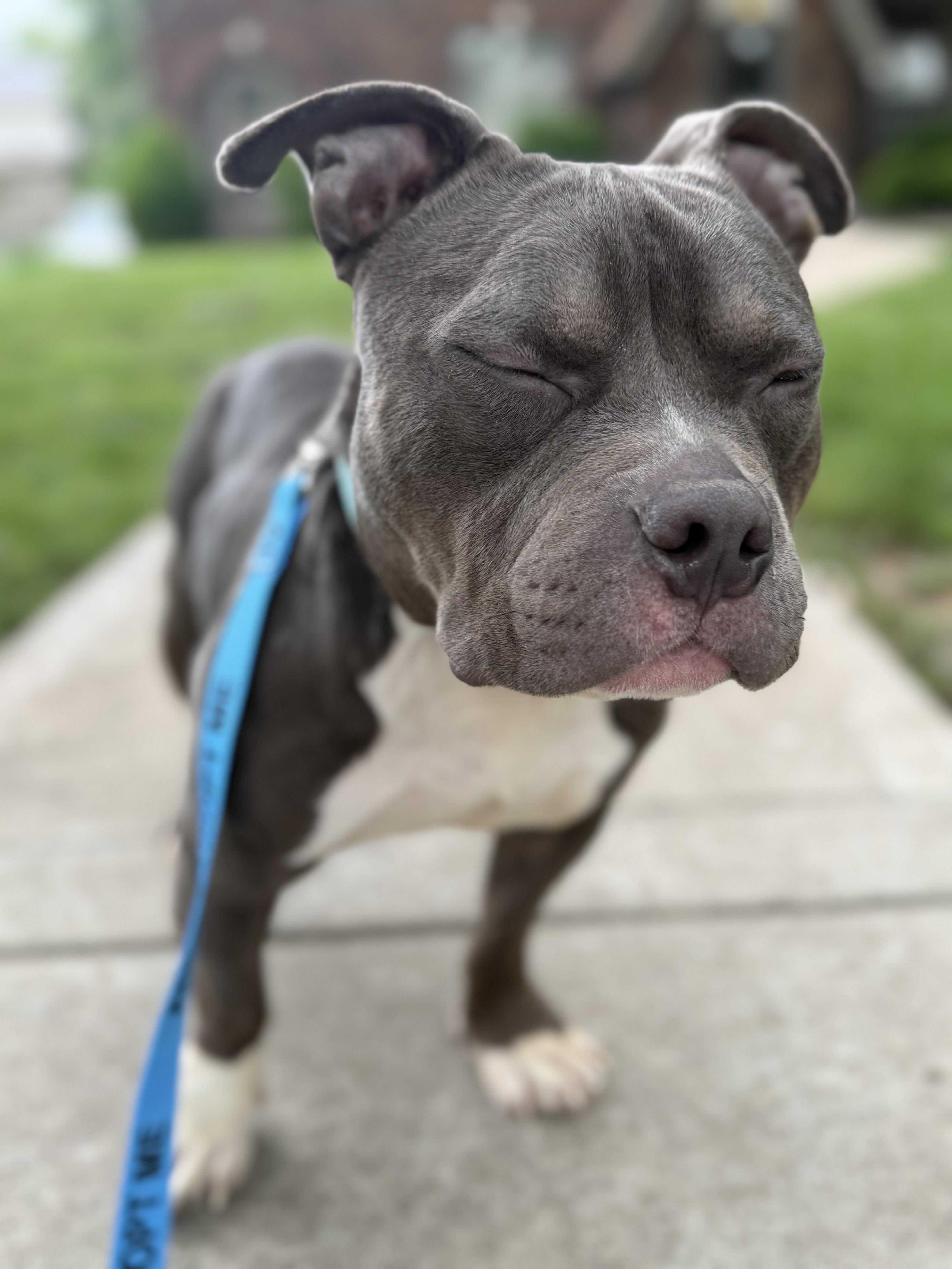 Enlarge Wilbur, a Adoptable mixed breed in Raytown, MO image 3/5