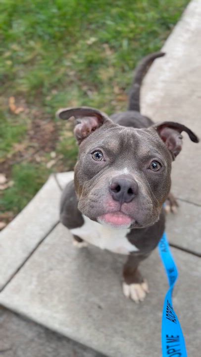 Enlarge Wilbur, a Adoptable mixed breed in Raytown, MO video 2/5