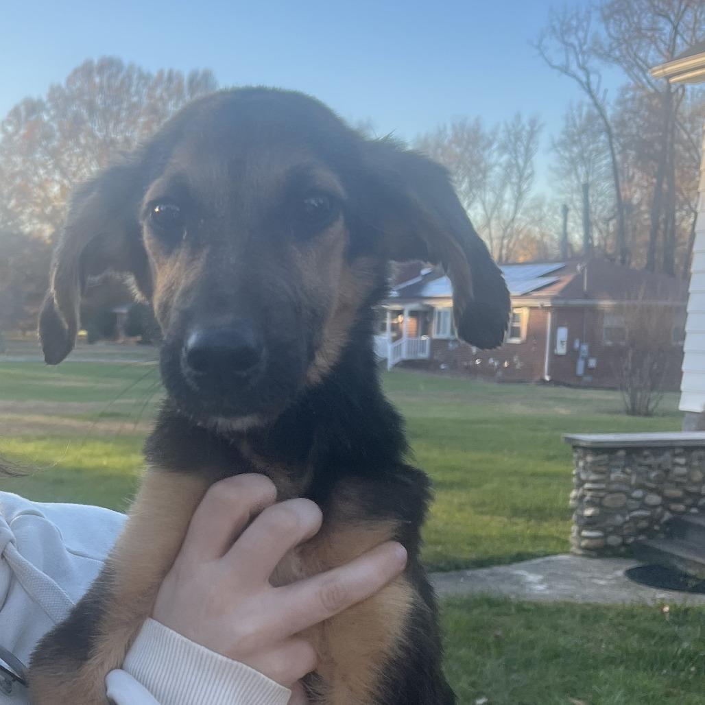 Anakin Skywalker, Adoptable, Puppy Male German Shepherd Dog & English Coonhound.