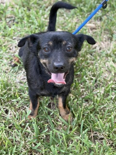 Enlarge Miles, a Adoptable mixed breed in Ogden, UT image 6/6