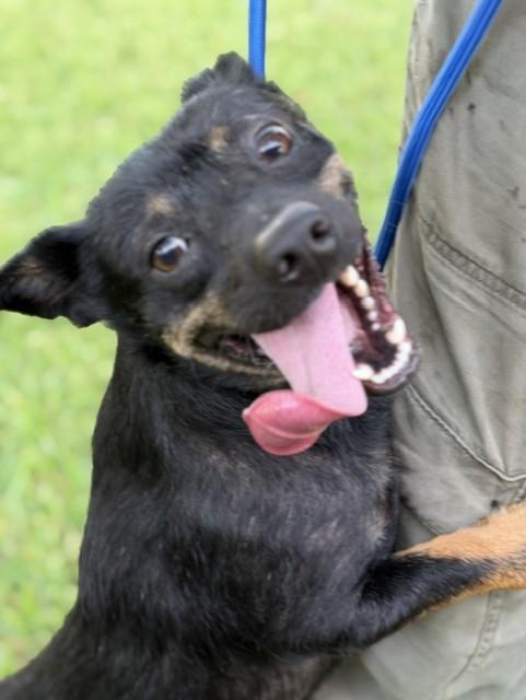 Enlarge Miles, a Adoptable mixed breed in Ogden, UT image 3/6
