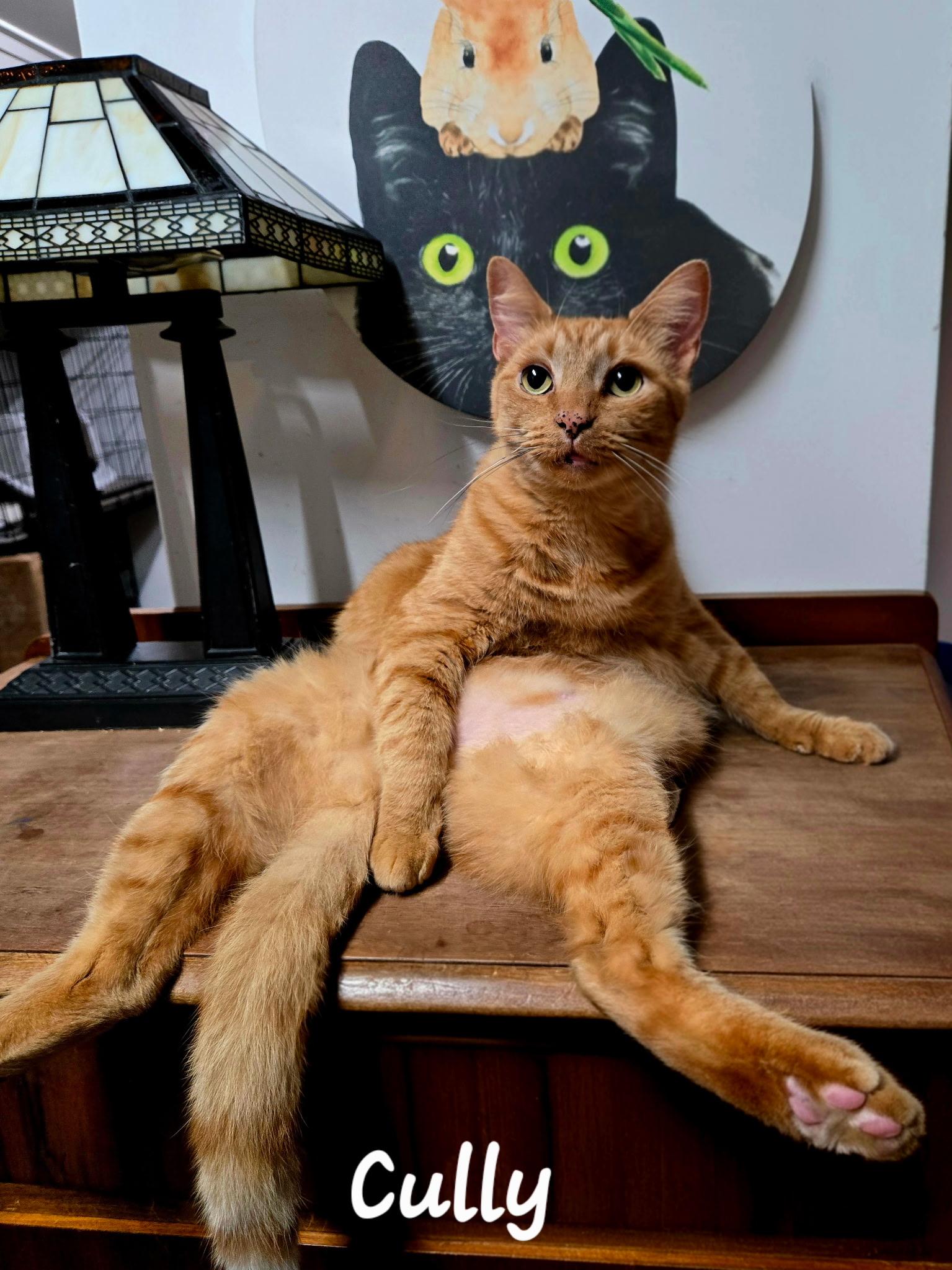 Cully , ADOPTABLE, Adult Male Domestic Short Hair.