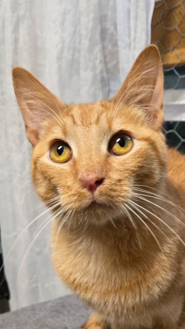 Enlarge Cully , a ADOPTABLE Domestic Short Hair in Chilliwack, BC image 2/2