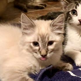 Donita, Adoptable, Young Female Domestic Medium Hair.