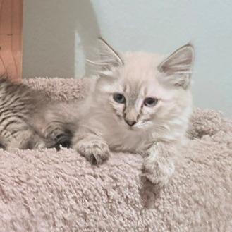 Enlarge Donita, a Adoptable Domestic Medium Hair in Las Vegas, NV image 2/5
