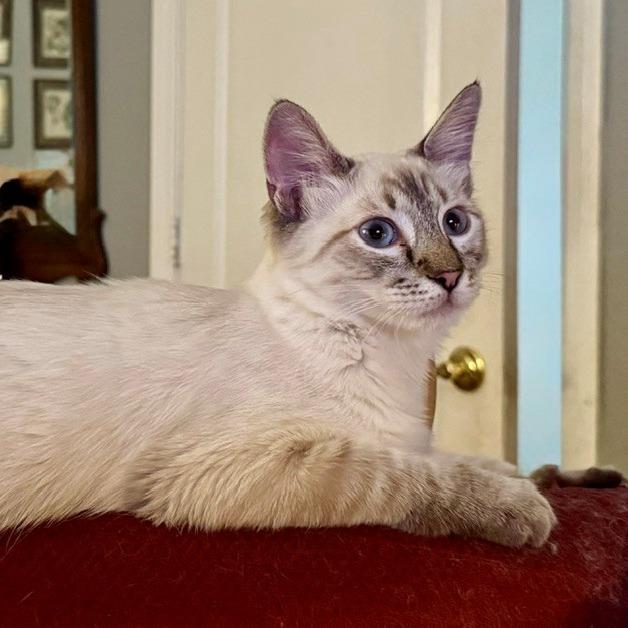 Enlarge Donita, a Adoptable Domestic Medium Hair in Las Vegas, NV image 3/5