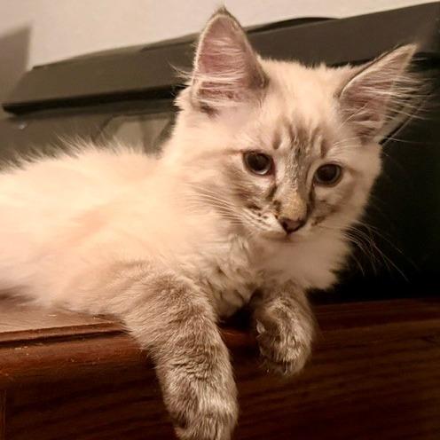 Enlarge Donita, a Adoptable Domestic Medium Hair in Las Vegas, NV image 4/5