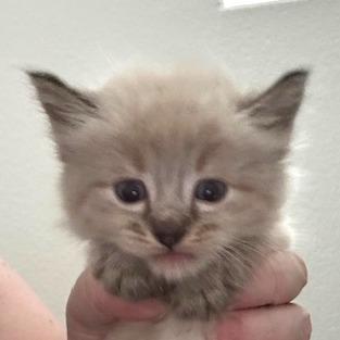 Enlarge Donita, a Adoptable Domestic Medium Hair in Las Vegas, NV image 5/5