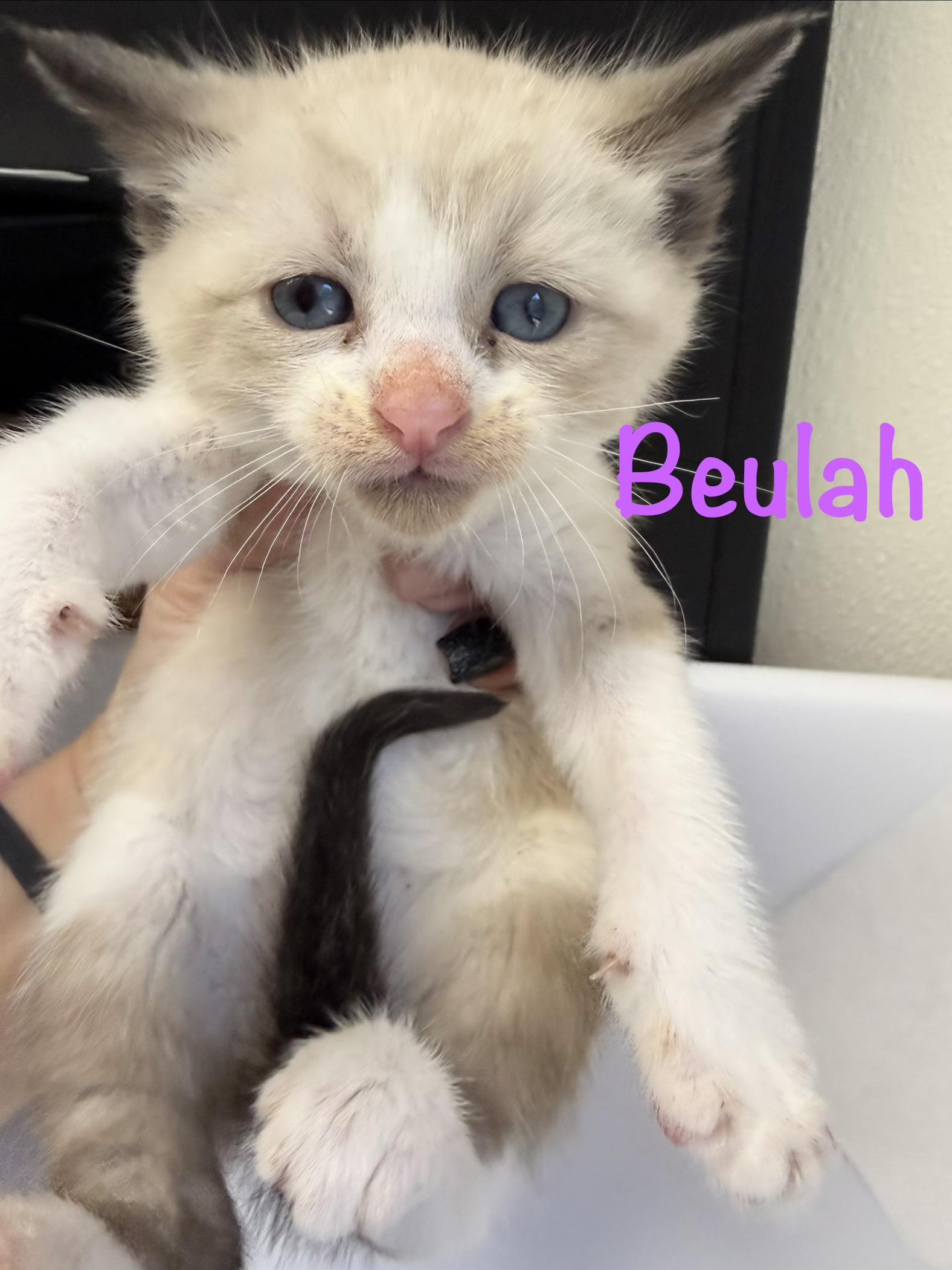 Beulah, Adoptable, Kitten Female Siamese.