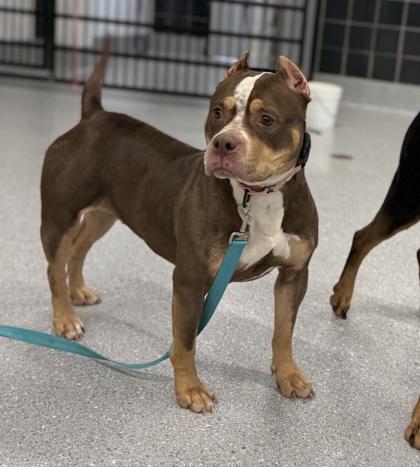 Shiniah — thumbnail 3