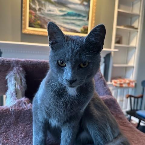 Sam and Bleau, a Adoptable Domestic Short Hair in Melrose, MA image 5/6