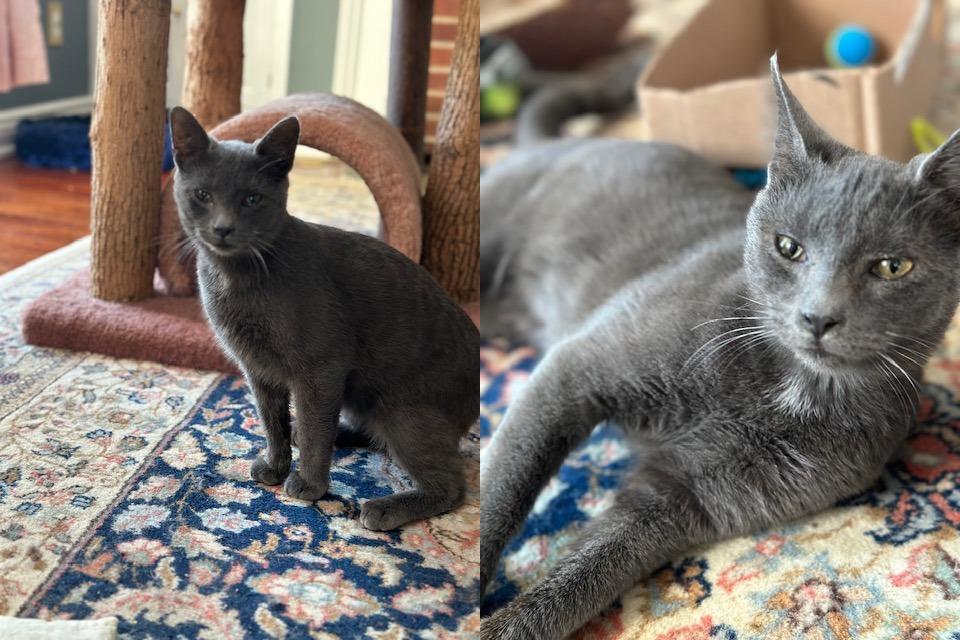 Sam and Bleau, Adoptable, Young Male Domestic Short Hair.