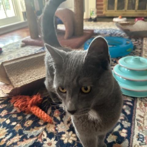 Sam and Bleau, a Adoptable Domestic Short Hair in Melrose, MA image 6/6