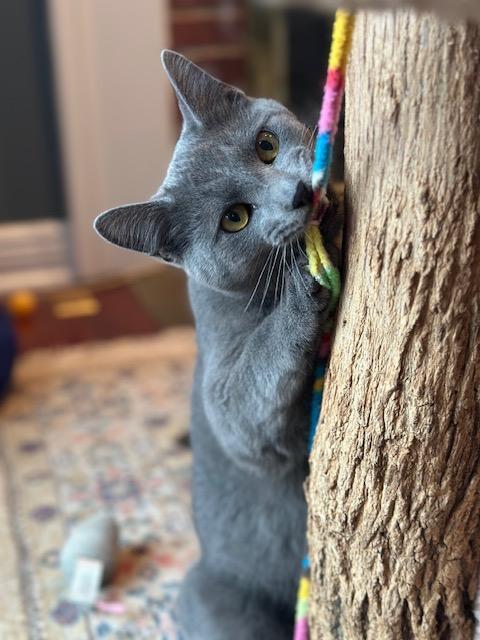 Sam and Bleau, a Adoptable Domestic Short Hair in Melrose, MA image 3/6