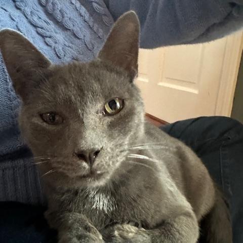 Sam and Bleau, a Adoptable Domestic Short Hair in Melrose, MA image 2/6