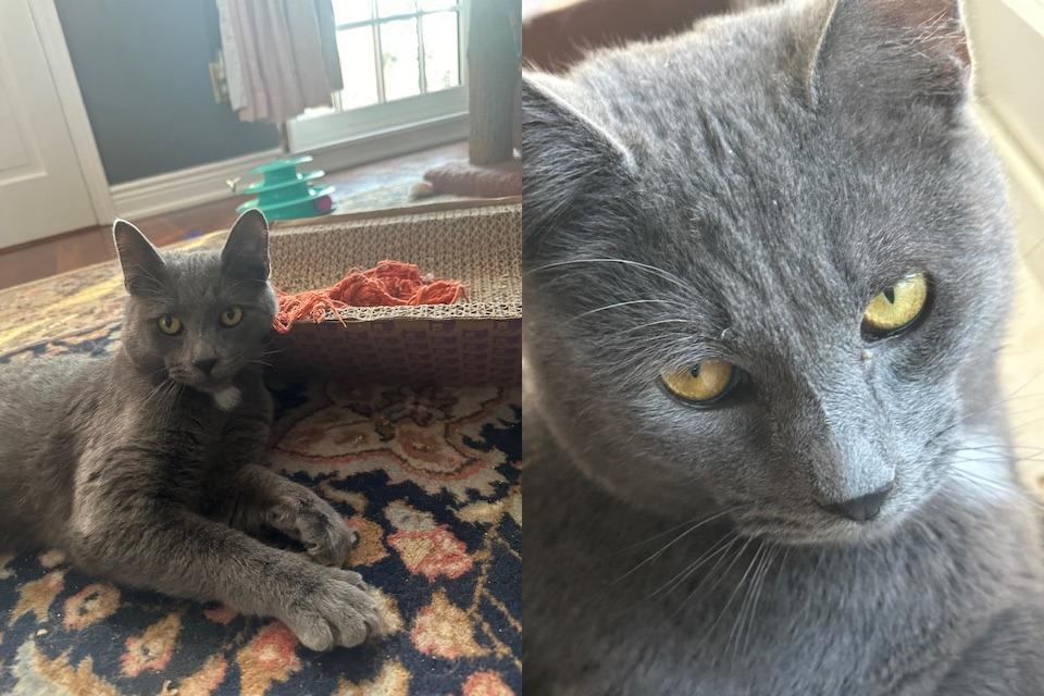 Sam and Bleau, a Adoptable Domestic Short Hair in Melrose, MA image 4/6