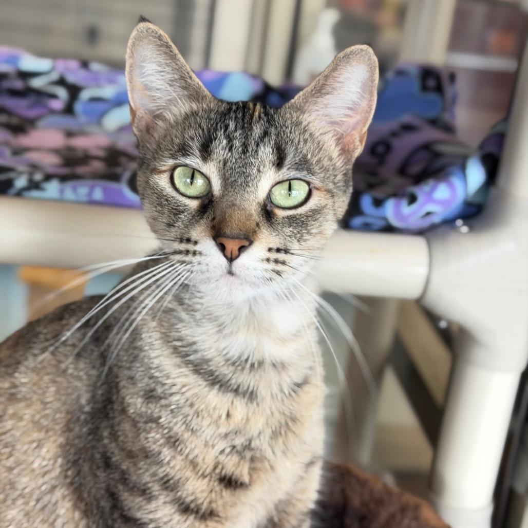 Billie, Adoptable, Young Female Domestic Short Hair.