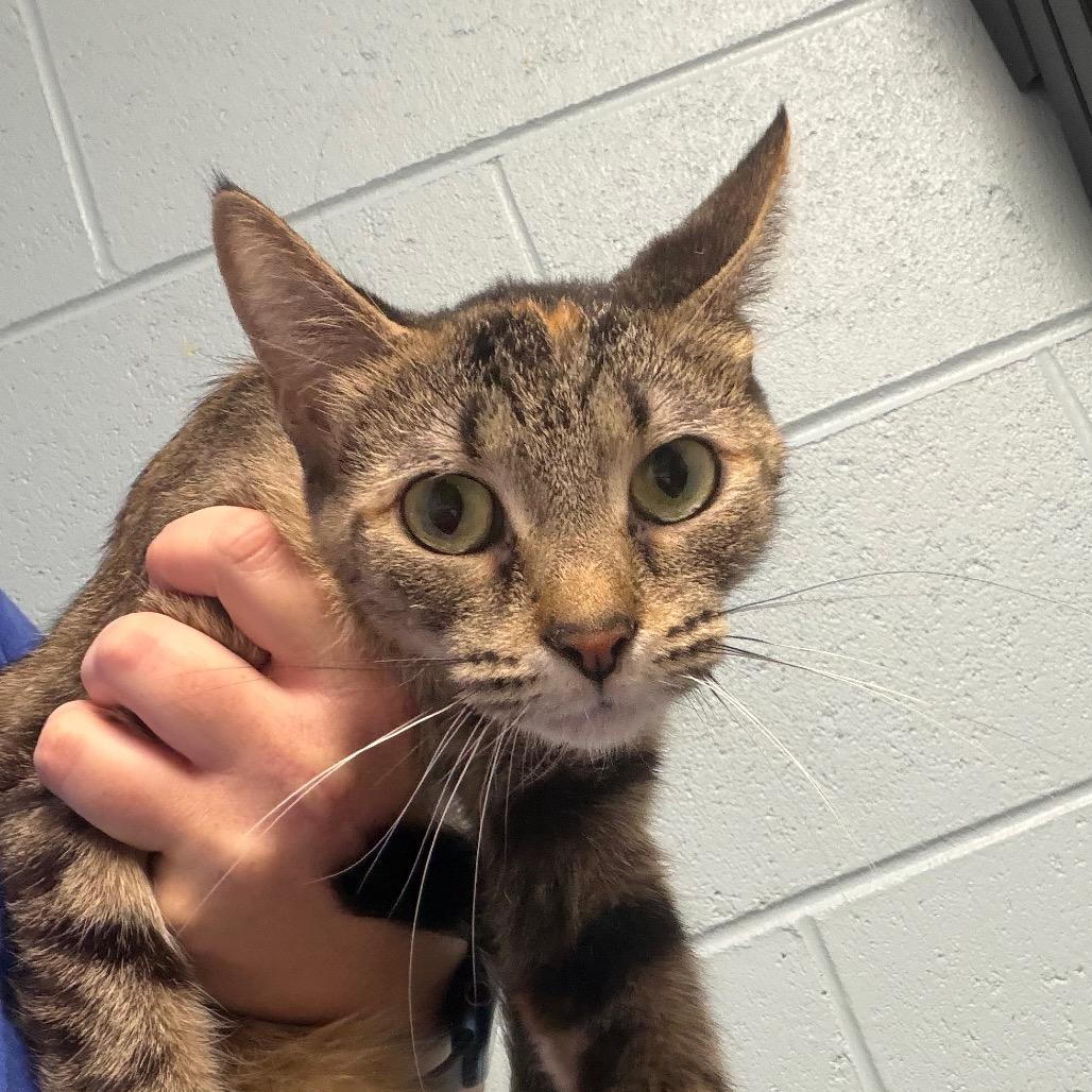 Enlarge Billie, a Adoptable Domestic Short Hair in DeKalb, IL image 2/2