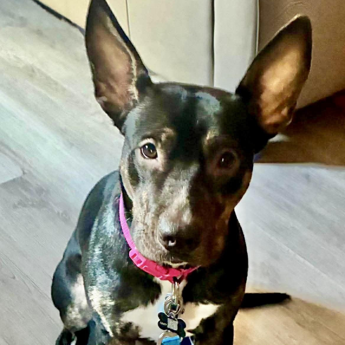 Enlarge Amaya, a Adoptable Australian Cattle Dog / Blue Heeler in Portage, WI image 6/6