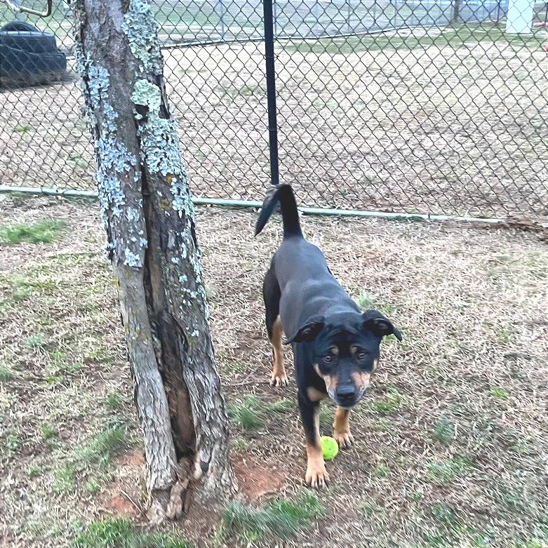 Enlarge Poppy Seed, a Adoptable Mixed Breed in Chattanooga, TN image 1/6