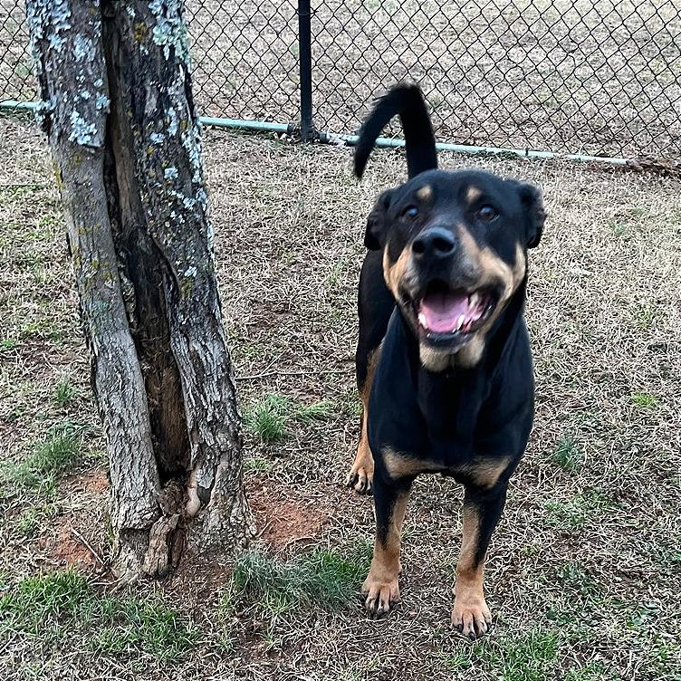 Enlarge Poppy Seed, a Adoptable Mixed Breed in Chattanooga, TN image 2/6