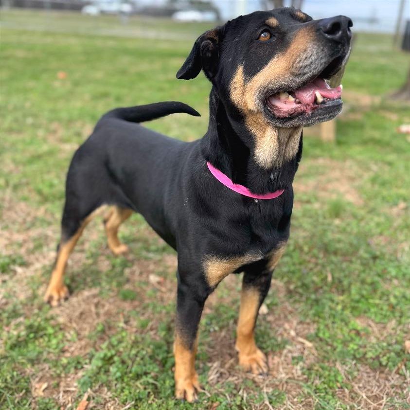 Enlarge Poppy Seed, a Adoptable Mixed Breed in Chattanooga, TN image 4/6