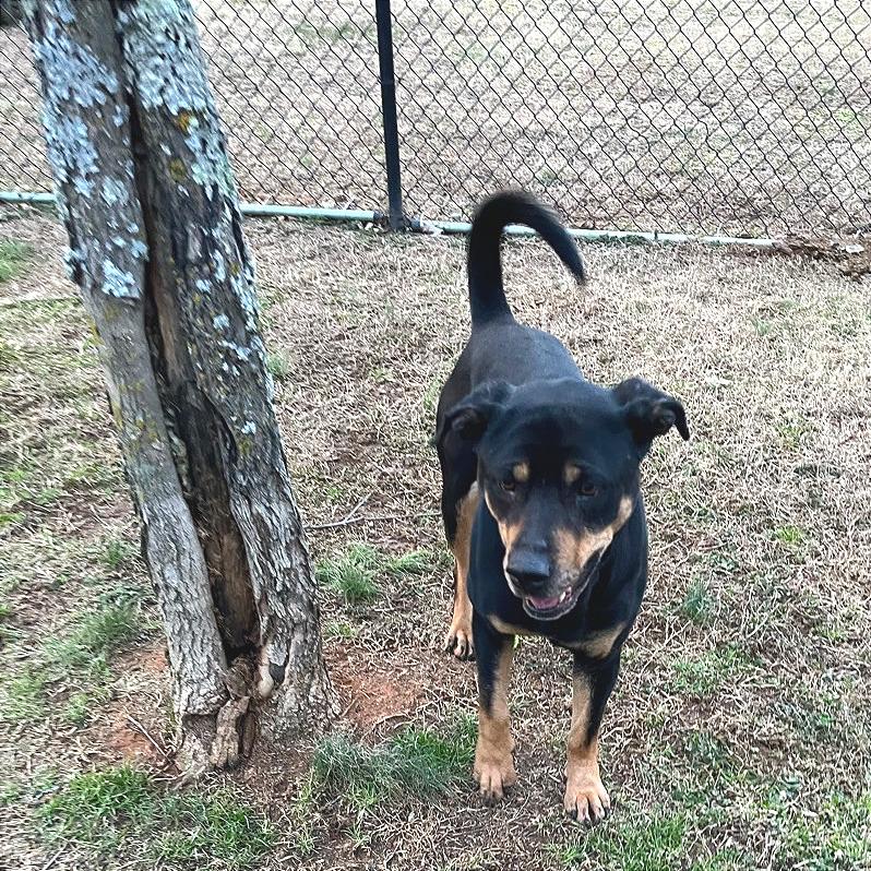 Enlarge Poppy Seed, a Adoptable Mixed Breed in Chattanooga, TN image 5/6