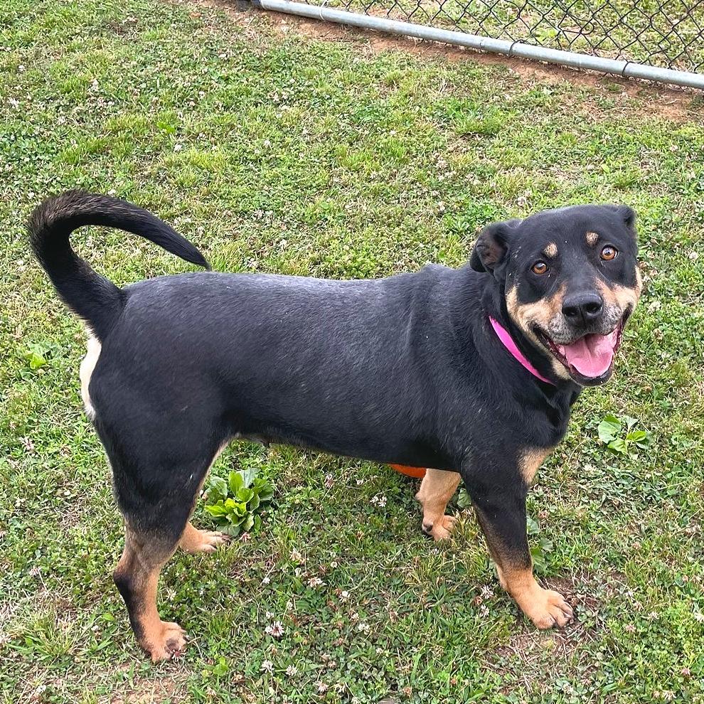 Enlarge Poppy Seed, a Adoptable Mixed Breed in Chattanooga, TN image 6/6