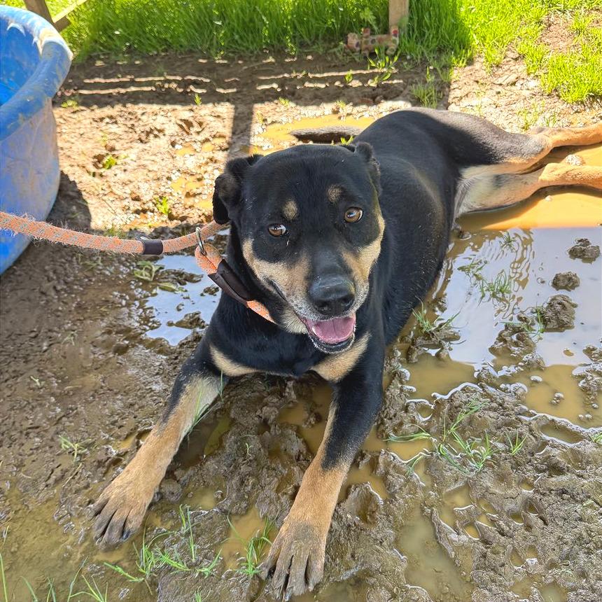Enlarge Poppy Seed, a Adoptable Mixed Breed in Chattanooga, TN image 6/6