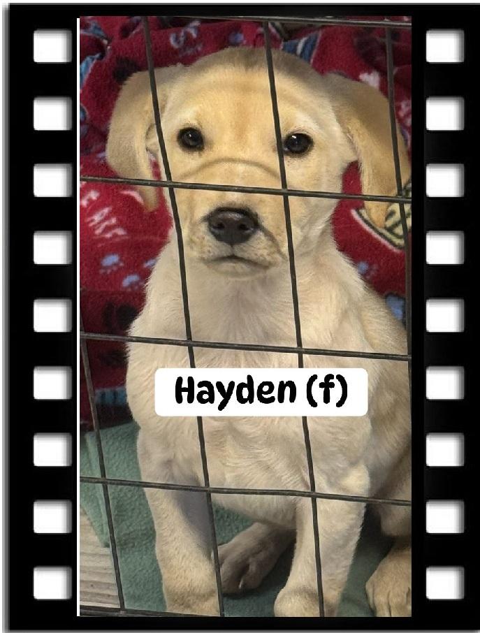 Hayden, Adoptable, Puppy Female Yellow Labrador Retriever.