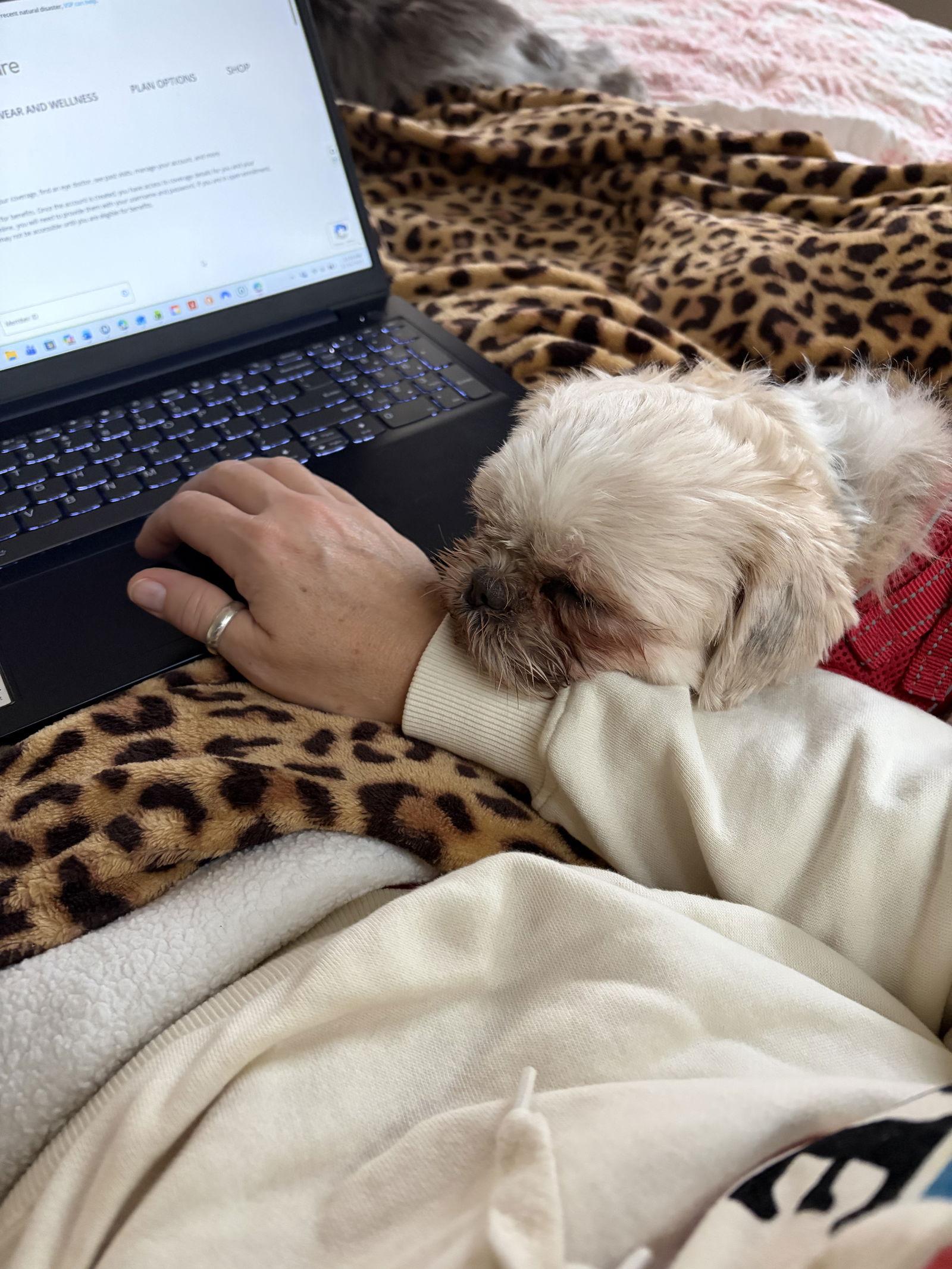 Opal-ARR, Adoptable, Adult Female Shih Tzu.