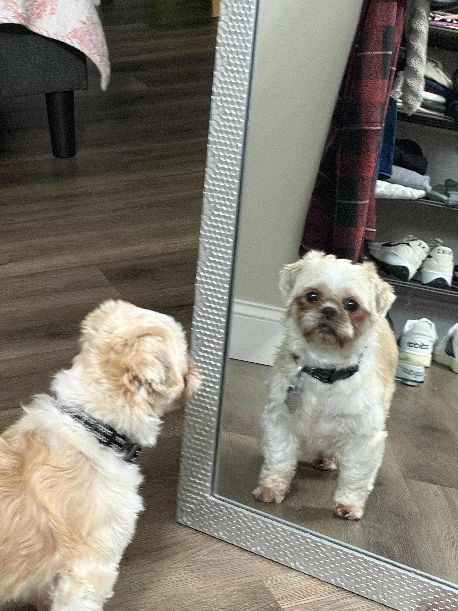 Enlarge Opal-ARR, a Adoptable Shih Tzu in Pataskala, OH image 2/3