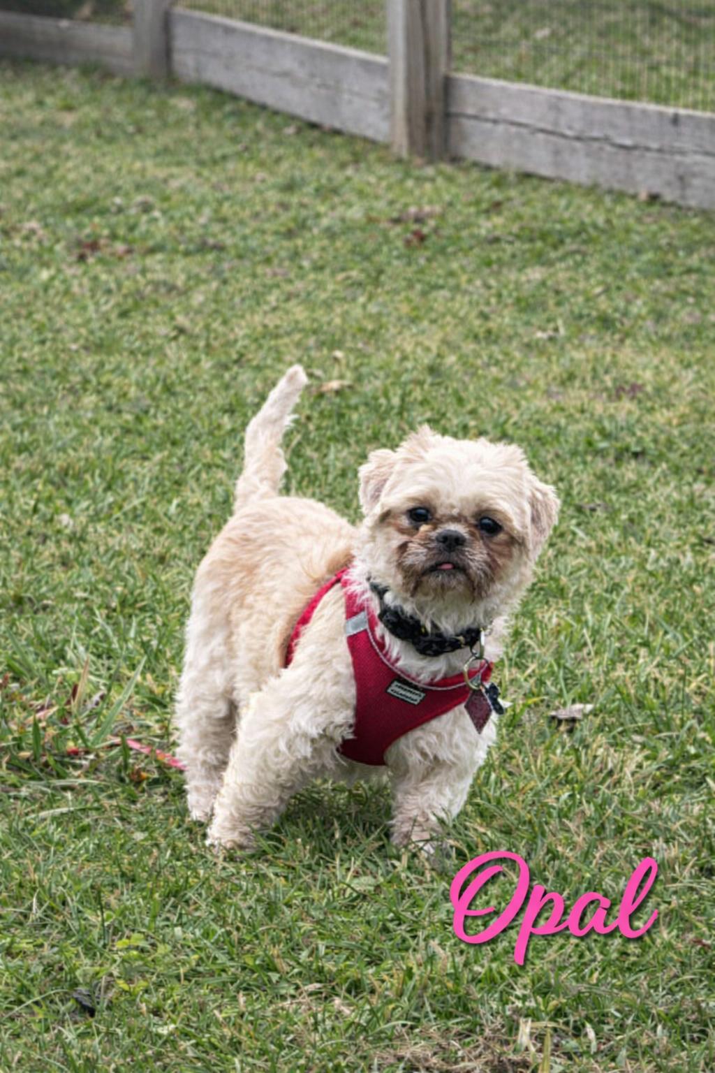 Enlarge Opal-ARR, a Adoptable Shih Tzu in Pataskala, OH image 3/3