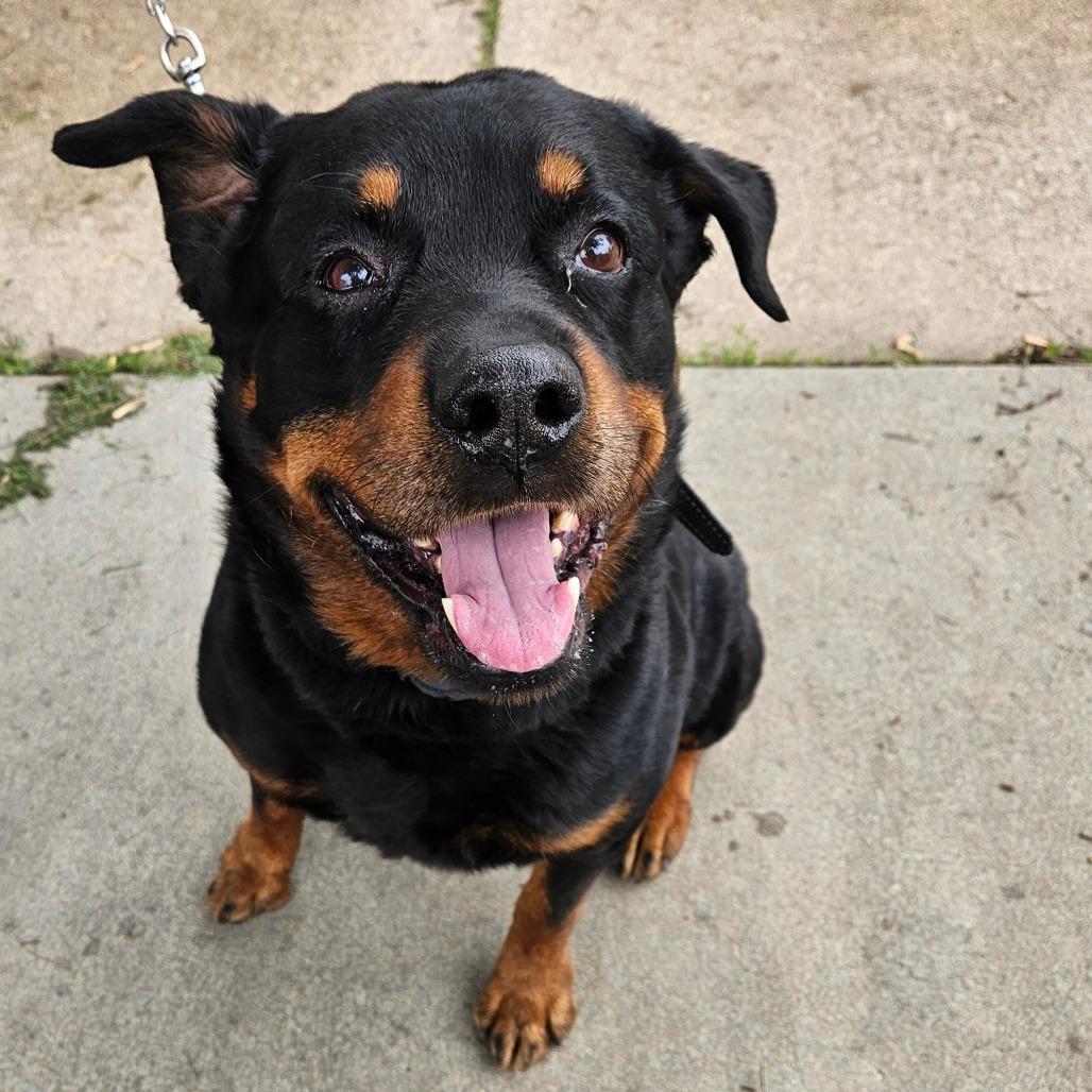 Enlarge Dibow, a Adoptable Rottweiler in Rochester, MN image 1/6