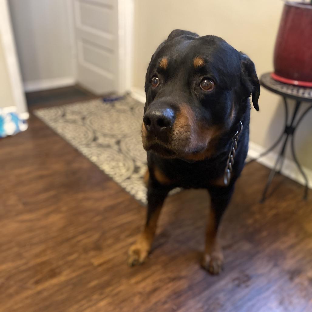 Enlarge Dibow, a Adoptable Rottweiler in Rochester, MN image 2/6