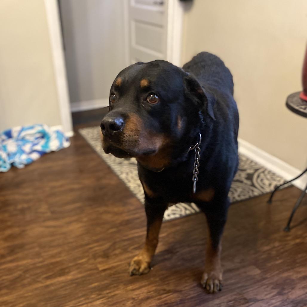Enlarge Dibow, a Adoptable Rottweiler in Rochester, MN image 3/6