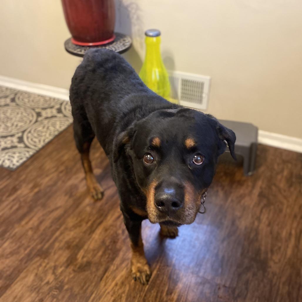 Enlarge Dibow, a Adoptable Rottweiler in Rochester, MN image 4/6