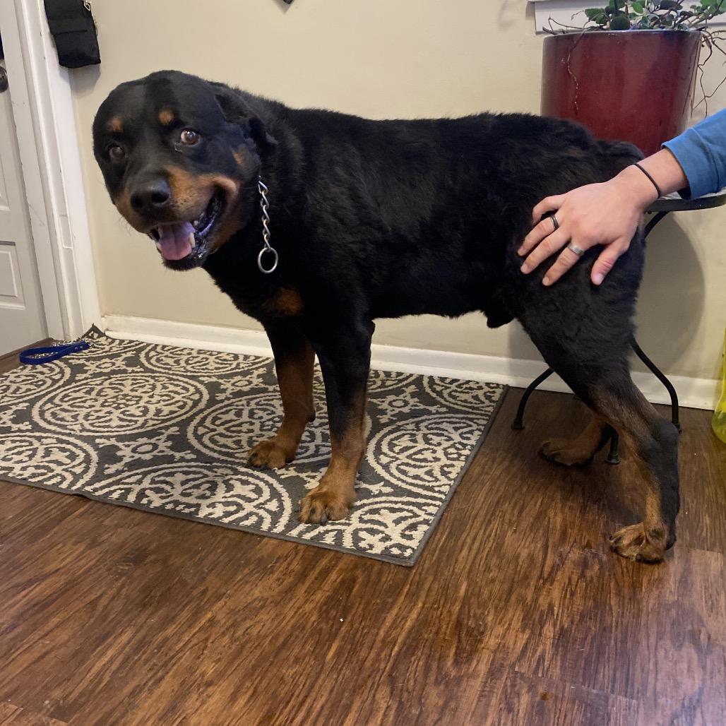 Enlarge Dibow, a Adoptable Rottweiler in Rochester, MN image 5/6