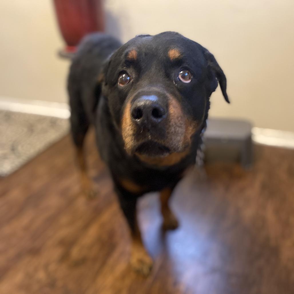 Dibow — thumbnail 6