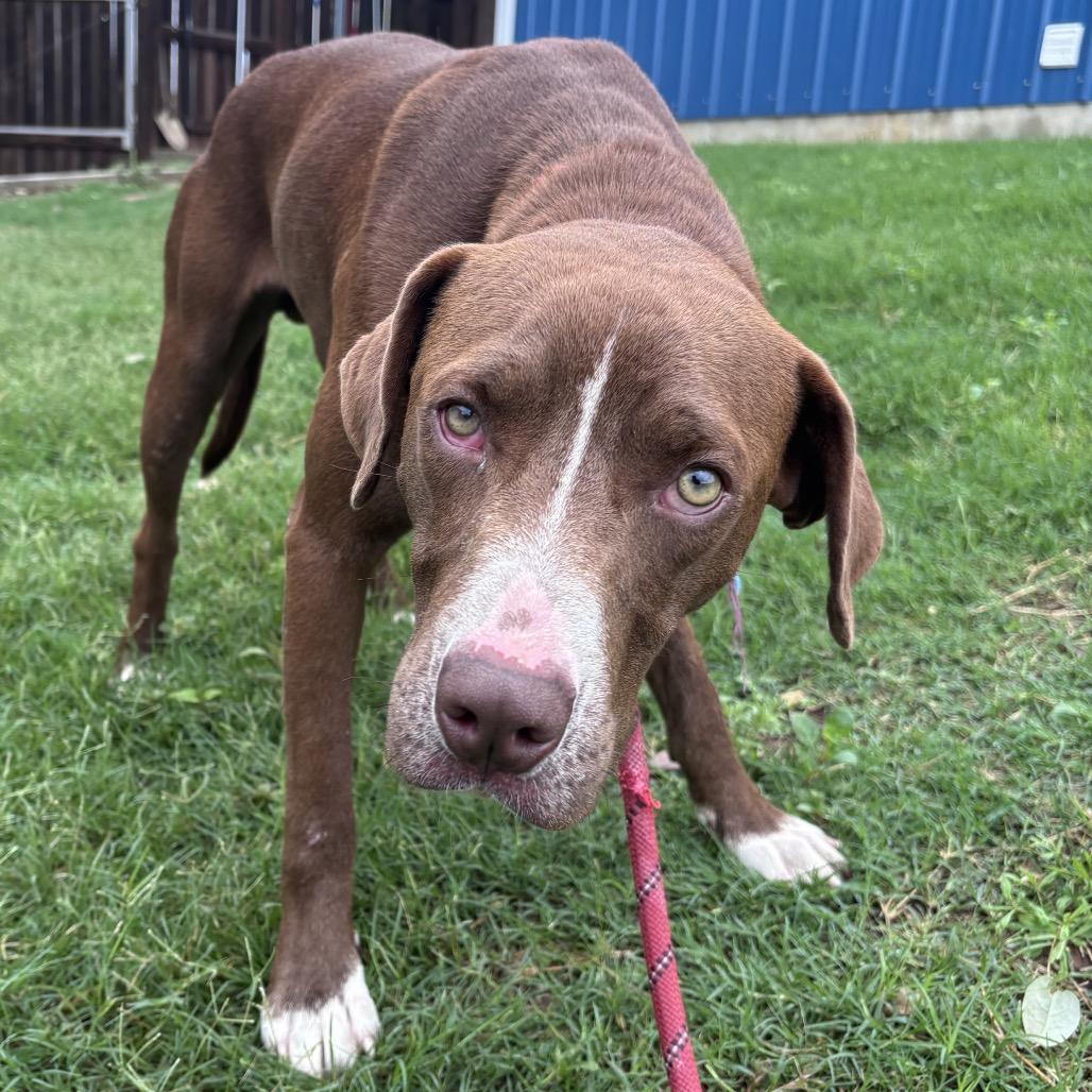Floyd, a Adoptable mixed breed in Floresville, TX image 1/3