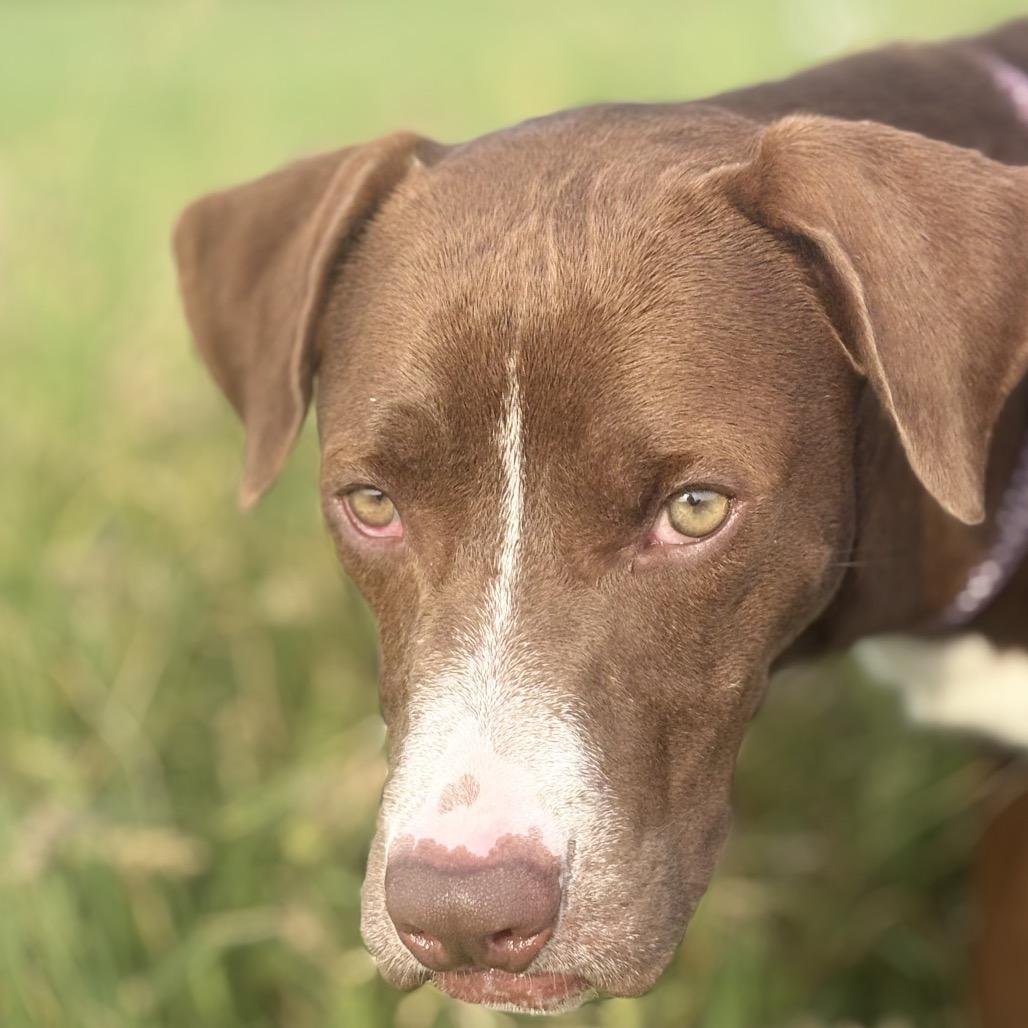 Floyd, a Adoptable mixed breed in Floresville, TX image 2/3