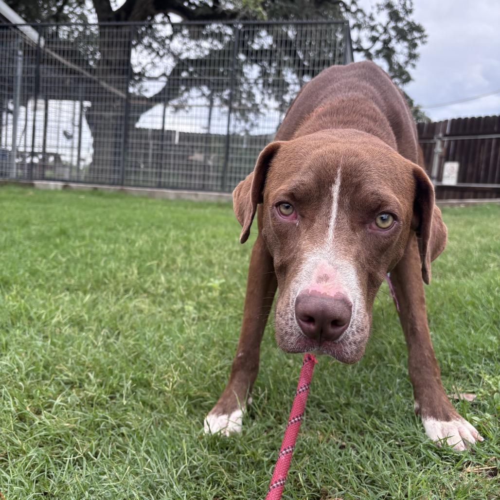 Floyd, a Adoptable mixed breed in Floresville, TX image 3/3